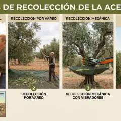 Cuatro métodos de recogida de la oliva: manual, por vareo, mecánica con vibradores y con cosechadoras automáticas.
