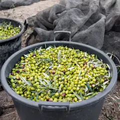 Cubos llenos de aceitunas recién recolectadas, listas para convertirse en aceite. La pregunta de cuanto aceite da un olivo se responde con esta abundante cosecha.