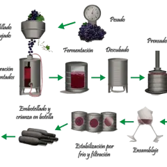 Diagrama ilustra como se hace el vino: desde la uva, fermentación, prensado, clarificación, hasta el embotellado y barricas.