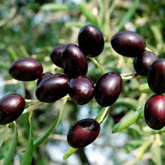 Aceitunas oscuras, como las de la variedad empeltre o arbequina, cuelgan de una rama frondosa.