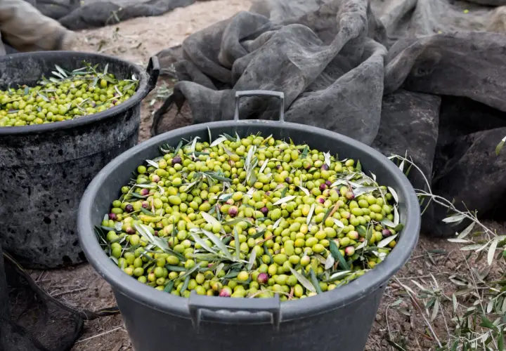Cubos llenos de aceitunas recién recolectadas, listas para convertirse en aceite. La pregunta de cuanto aceite da un olivo se responde con esta abundante cosecha.