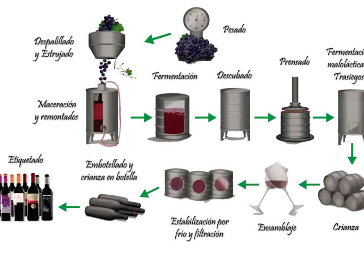Diagrama ilustra como se hace el vino: desde la uva, fermentación, prensado, clarificación, hasta el embotellado y barricas.