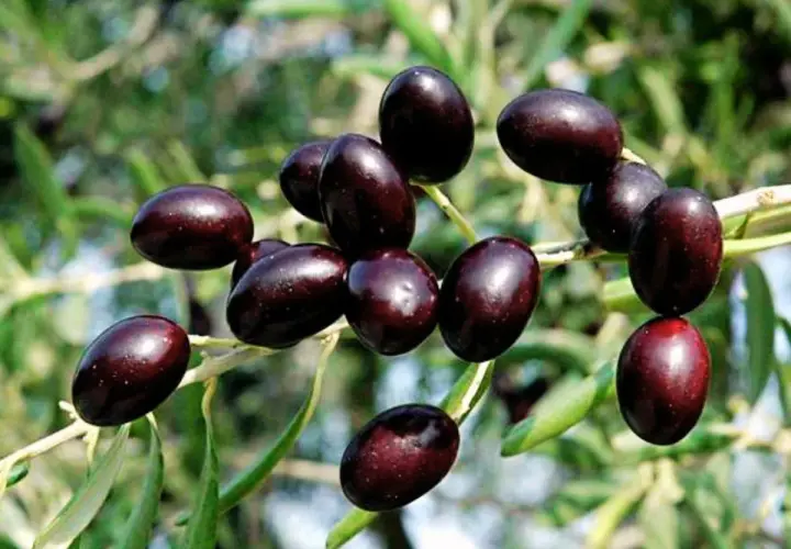 Aceitunas oscuras, como las de la variedad empeltre o arbequina, cuelgan de una rama frondosa.
