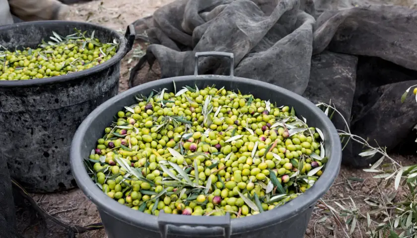 Cubos llenos de aceitunas recién recolectadas, listas para convertirse en aceite. La pregunta de cuanto aceite da un olivo se responde con esta abundante cosecha.
