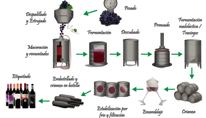 Diagrama ilustra como se hace el vino: desde la uva, fermentación, prensado, clarificación, hasta el embotellado y barricas.