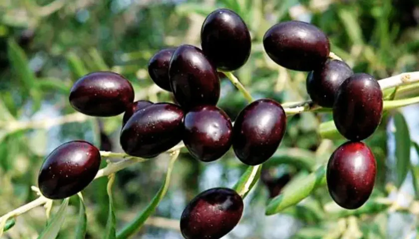 Aceitunas oscuras, como las de la variedad empeltre o arbequina, cuelgan de una rama frondosa.