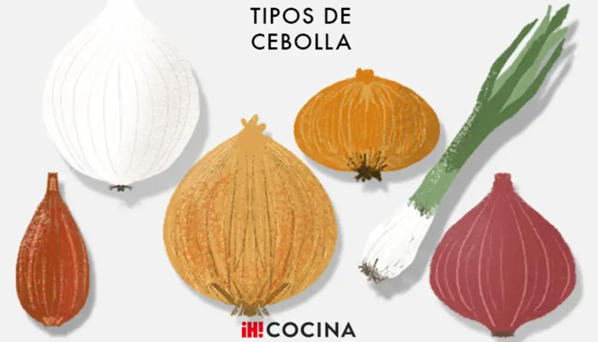 Ilustración de varios tipos de cebolla: blanca, roja, amarilla, chalota y cebolleta.