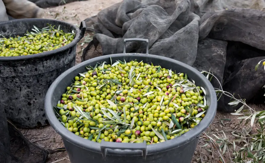 ¿Cuántos litros de aceite da un olivo? La respuesta real