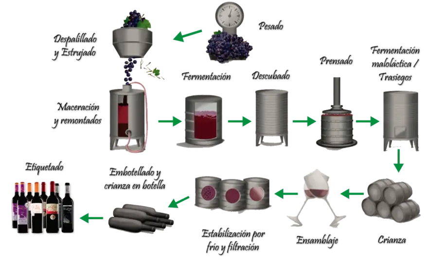 Elaboración del vino - De la uva a la botella: ¿cómo se hace?