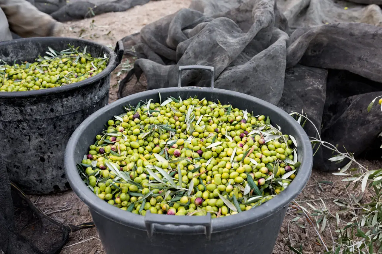 Cubos llenos de aceitunas recién recolectadas, listas para convertirse en aceite. La pregunta de cuanto aceite da un olivo se responde con esta abundante cosecha.