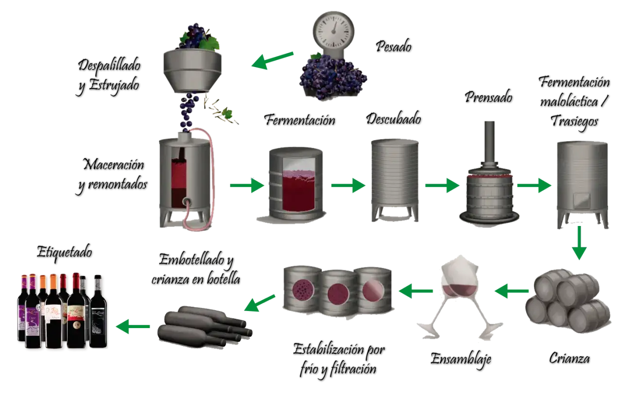 Diagrama ilustra como se hace el vino: desde la uva, fermentación, prensado, clarificación, hasta el embotellado y barricas.