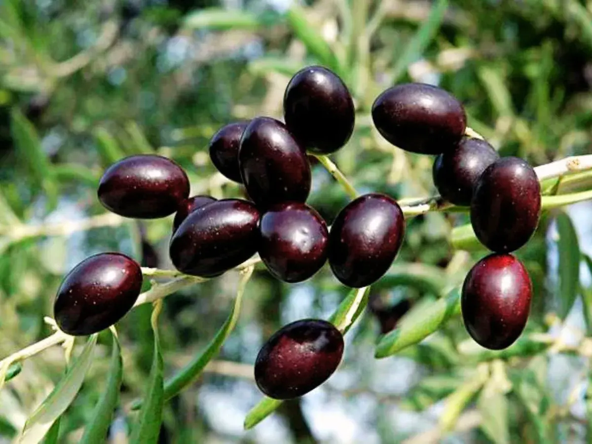 Aceitunas oscuras, como las de la variedad empeltre o arbequina, cuelgan de una rama frondosa.