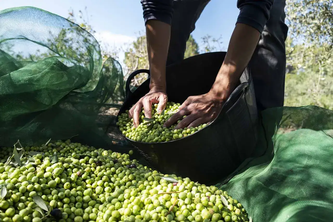 Manos recolectando aceitunas verdes. La cantidad de aceite que da un olivo depende de muchos factores, pero esta cosecha promete un buen rendimiento.
