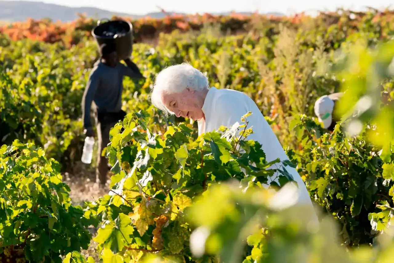 Vendimia en bodegas Diez Caballero. Un hombre carga uvas mientras una mujer mayor revisa las vides.
