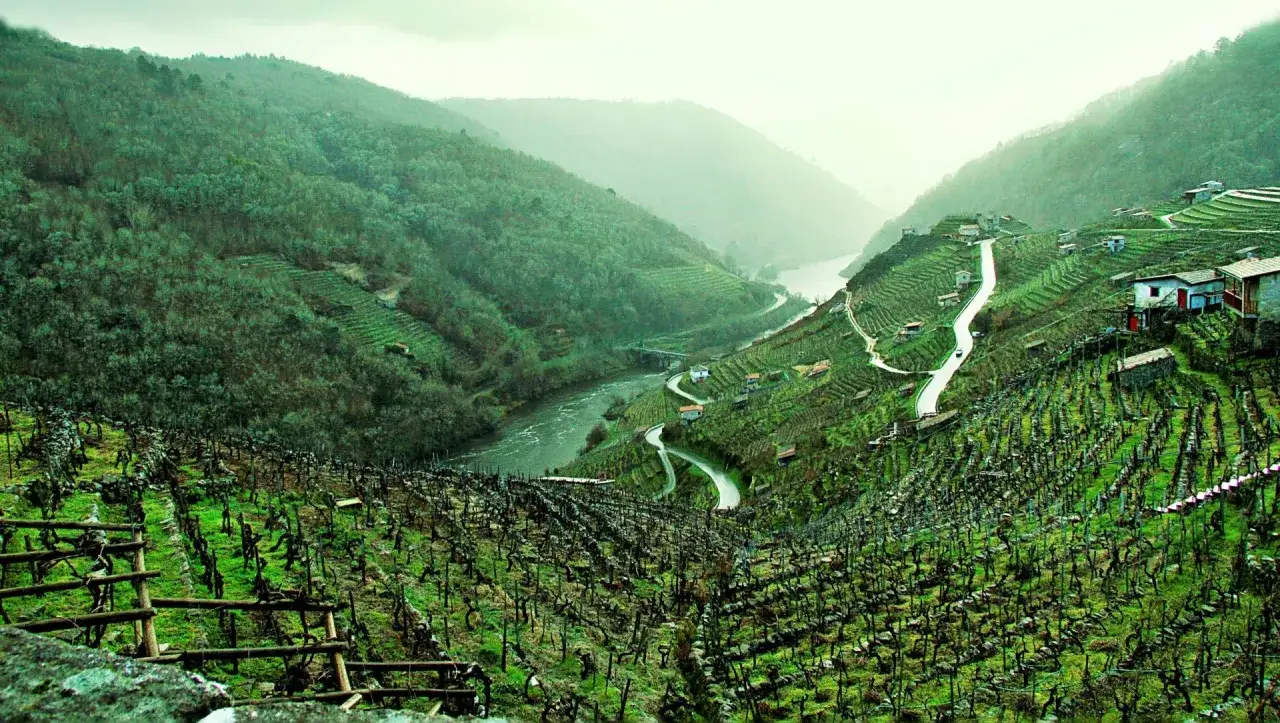 Vi&ntilde;edos en terrazas en un valle gallego, perfectos para conocer los vinos blancos gallegos tipos.