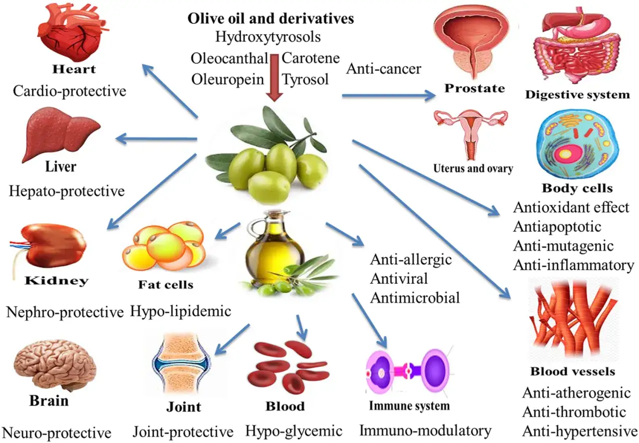 Diagrama ilustra los beneficios del aceite de oliva y sus derivados para el corazón, hígado, riñones, cerebro, articulaciones, sangre, sistema inmune, células, próstata, sistema digestivo, útero y ovarios, vasos sanguíneos, destacando sus nutrientes.