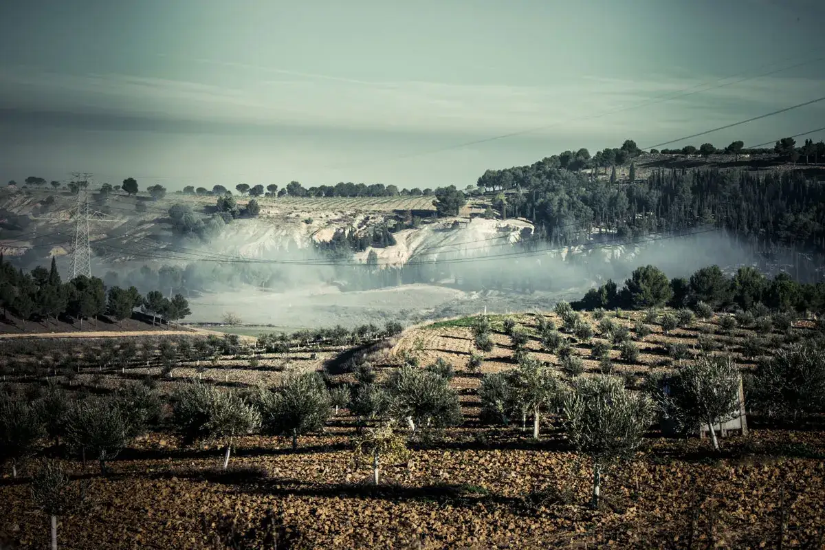 Paisaje rural con olivos y colinas boscosas. La neblina se cierne sobre el terreno, creando una atm&oacute;sfera et&eacute;rea en el Pago de Valdecuevas, donde se encuentra la almazara.