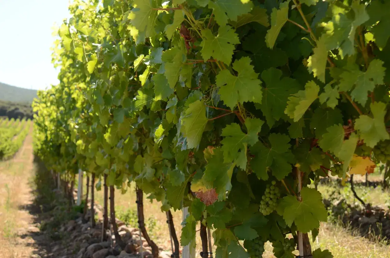 Vi&ntilde;edo espa&ntilde;ol ba&ntilde;ado por el sol, promesa de los mejores vinos blancos Espa&ntilde;a. Uvas verdes cuelgan entre hojas exuberantes.