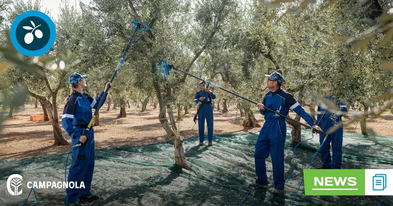 Trabajadores con trajes azules realizan la recogida de la oliva en un olivar, usando herramientas para agitar las ramas.