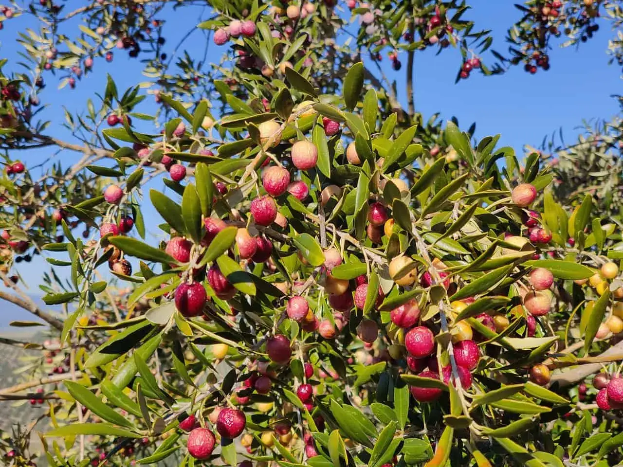 Rama de olivo cargada de aceitunas para aceite, con tonos rojizos y verdosos, bajo un cielo azul.