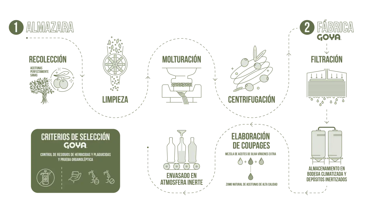 Proceso de elaboraci&oacute;n de aceite de oliva Goya: recolecci&oacute;n, limpieza, molturaci&oacute;n, centrifugaci&oacute;n, filtraci&oacute;n, elaboraci&oacute;n de coupages, envasado y almacenamiento. El aceite de oliva es vegetal.