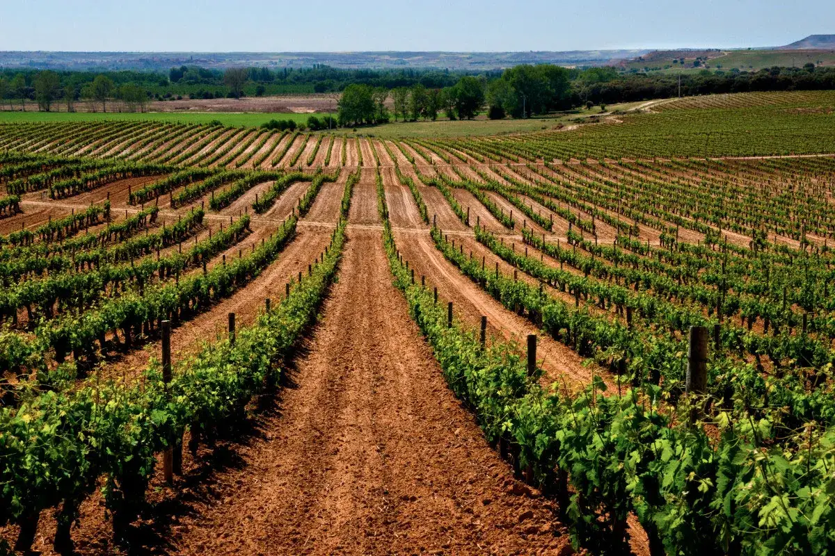 Viñedos en filas perfectas bajo el sol, prometiendo los mejores vinos de Aranda de Duero.